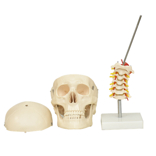 [CRA-CUE] Cráneo con cuello
