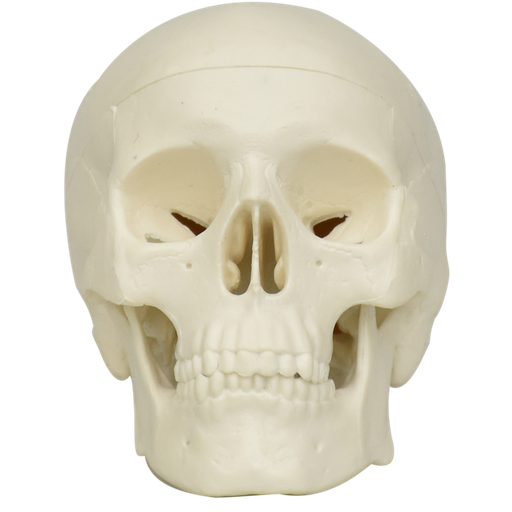 [CRA-MINI] Craneo pequeño