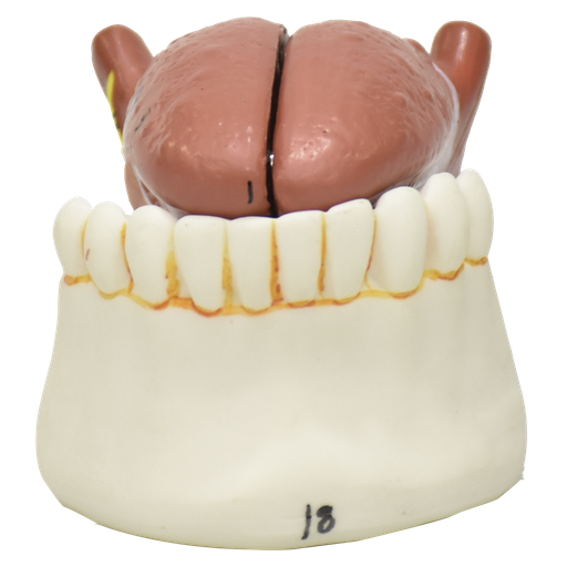 [LENGUA] Modelo de la lengua