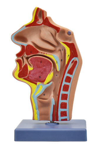 [NAS-CAV] Modelo de cavidad nasal, oral, garganta y faringe