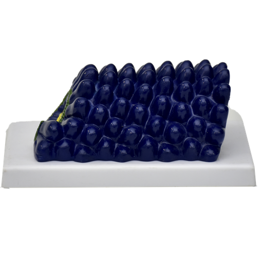 [VIRUS] Modelo de virus