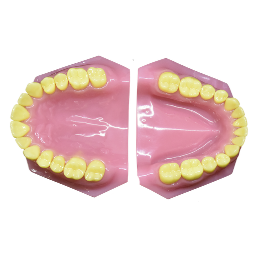 [DEN-ADU] Modelo de dentadura de adulto