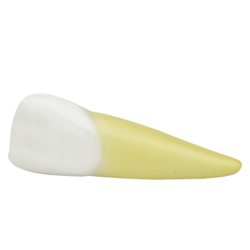 [DIE-INC] Incisivo inferior