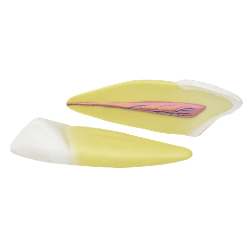 [DIE-CAN] Diente canino inferior