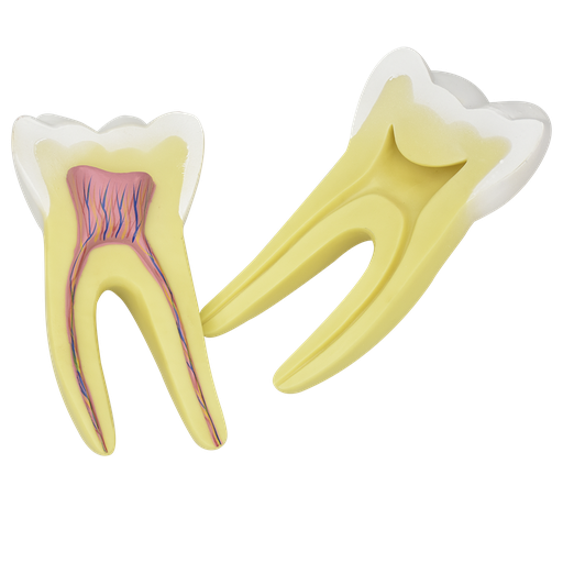 [DIE-MOL] Primer molar inferior de raiz sencilla
