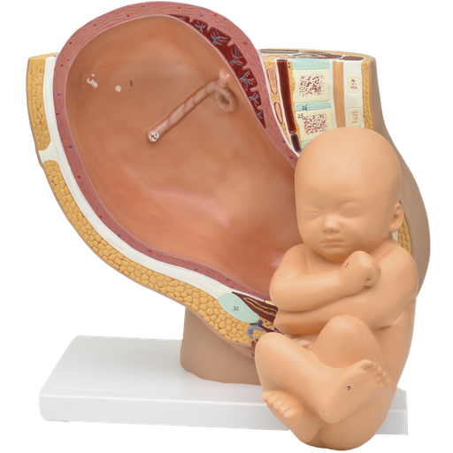 [EMB-PREMIUM] Embarazo de lujo