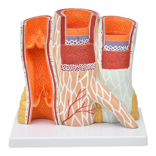 [ART-VENA] Modelo de arteria y vena