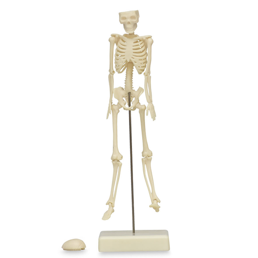 [ESQ-18] Esqueleto de 18 cm