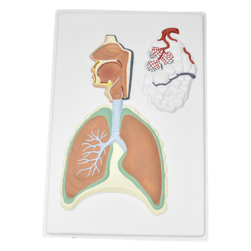 [LAM-RESP] Lámina de sistema respiratorio