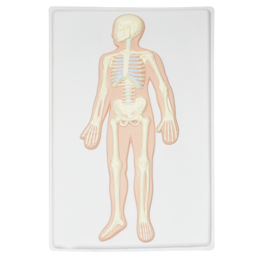 [LAM-ESQ] Lamina de sistema oseo