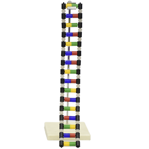 [ADN-30] Estructura de ADN