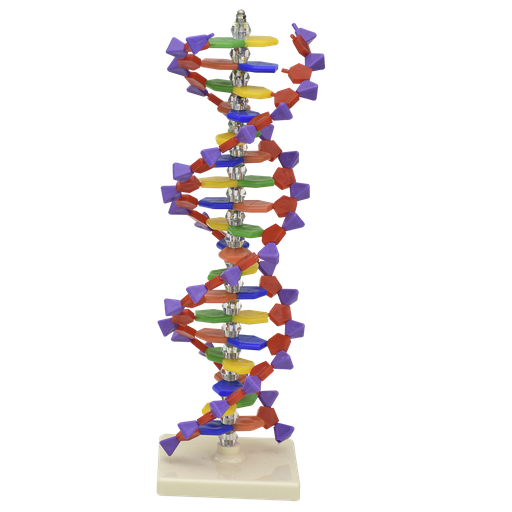 [ADN-40] Estructura de ADN