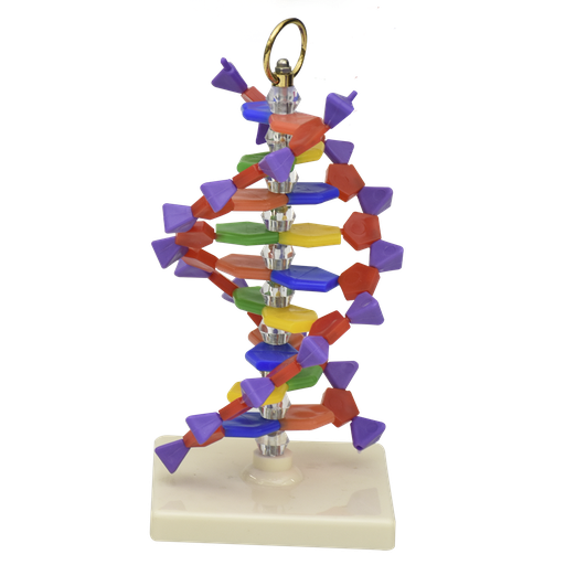 [ADN-23] Estructura de ADN