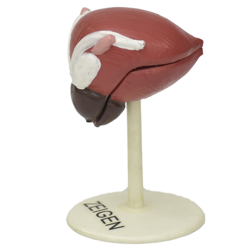 [VEJ-URI] Vejiga urinaria