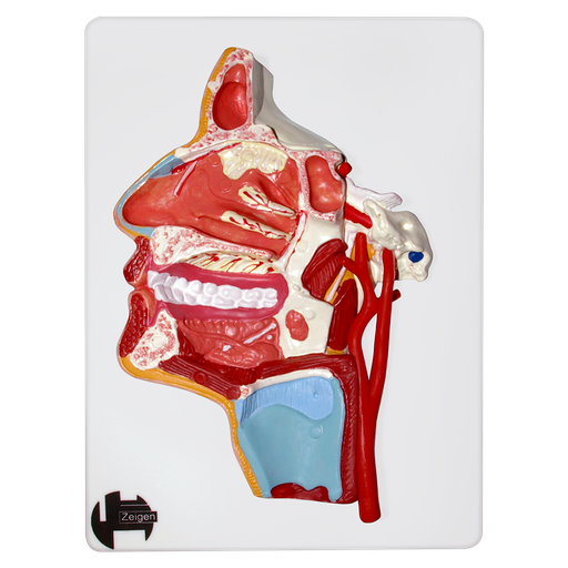 [CAR-NER-TRI] Cara con nervio trigémino