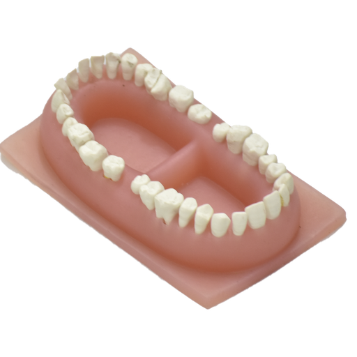 [DEN-ADU-PREMIUM] Tipodonto flexible de adulto premium