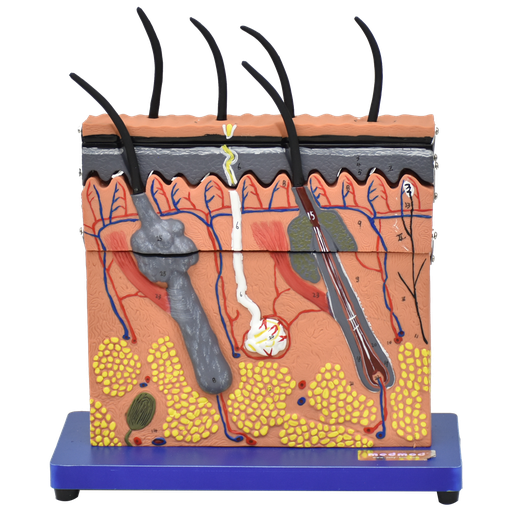 [PIEL-STEP] Modelo en bloque de la piel