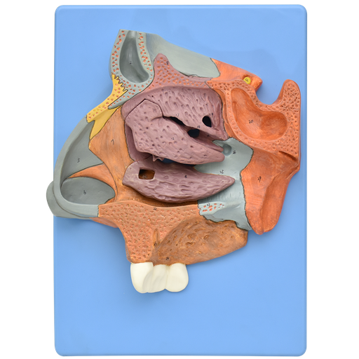 [NARIZ-SAGITAL-H] Corte sagital de la cavidad nasal ampliada