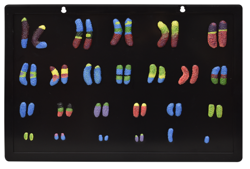 [CROMO] Modelo de cromosoma humano