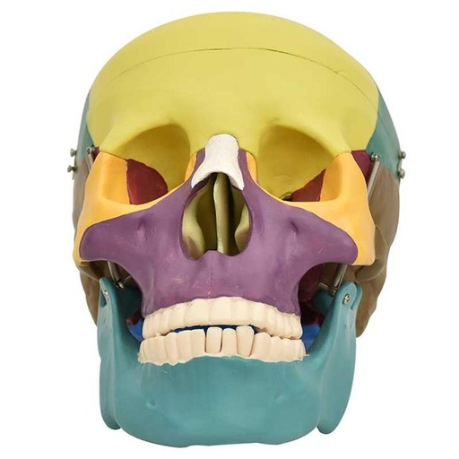 [CRA-COL-45] Cráneo de colores pequeño