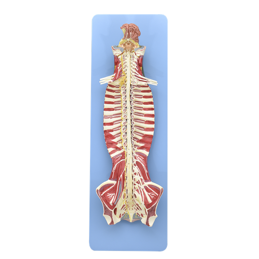 [SIS-ESP] Médula y canal espinal