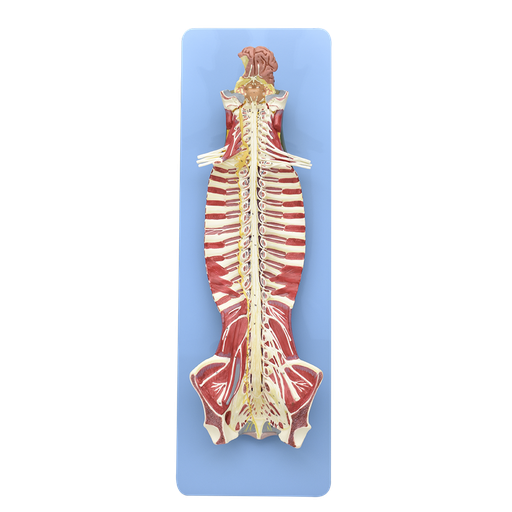 [SIS-ESP] Medula y canal espinal