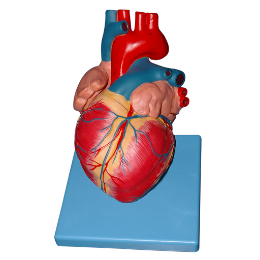 [COR-LUJO] Corazón de lujo