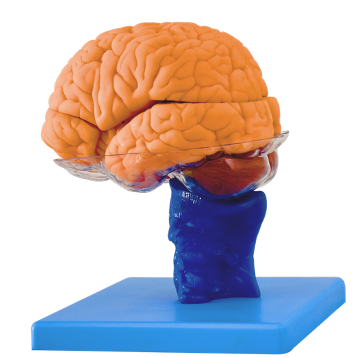 [CER-STEM] Cerebro con tallo cerebral