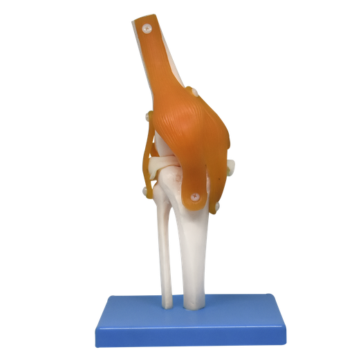 [ART-ROD-PREMIUM] Articulación de rodilla con ligamentos premium
