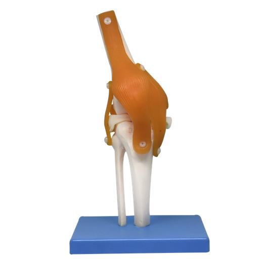 [ART-ROD-PREMIUM] Articulacion de rodilla con ligamentos