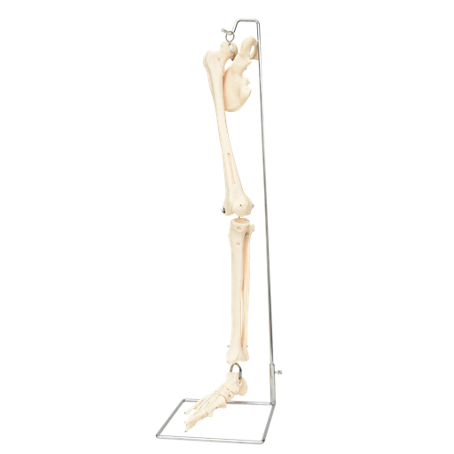 [PIERNA-HIP-OSEA] Pierna con hueso de la cadera