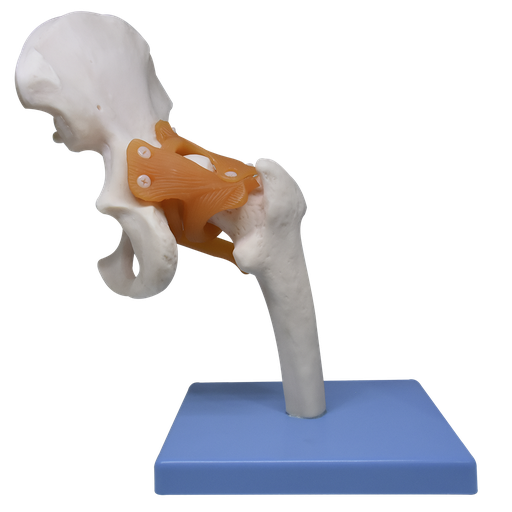 [ART-CAD-PREMIUM] Articulación de cadera con ligamentos
