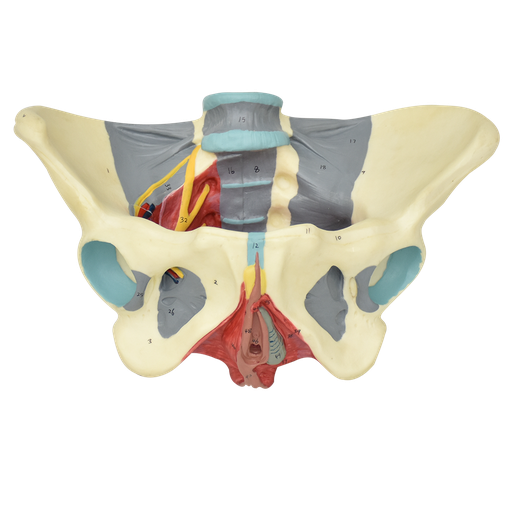 [PEL-FEM-LIG] Pelvis femenina con ligamentos y nervios