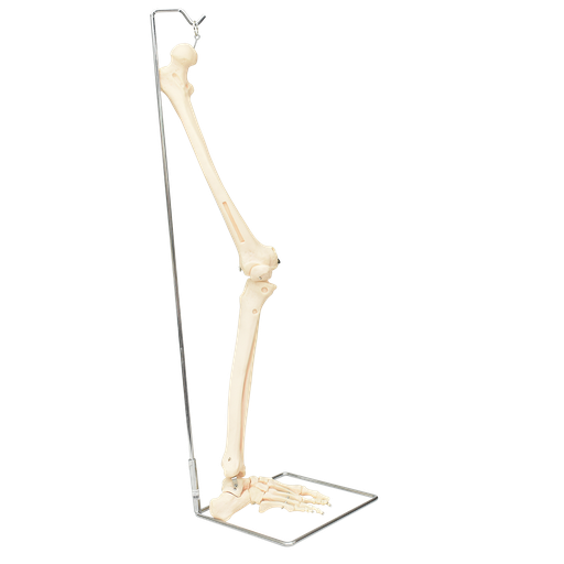 [PIERNA-OSEO-DER-PREMIUM] Pierna ósea con pie derecho de lujo