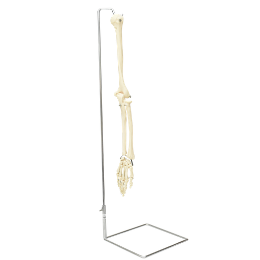 [BRA-OSEO-DER-PREMIUM] Brazo oseo con mano derecha de lujo