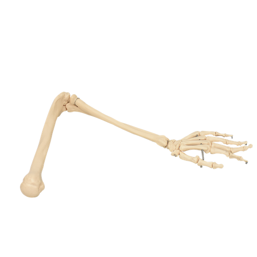 [BRA-OSEO-IZQ] Brazo óseo con mano izquierda