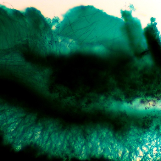 [PR-127] Potamogeton xs