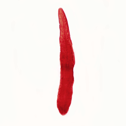 [PR-077] Preparación microscópica de sistema reproductivo de planaria sistema reproductivo