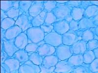 [PR-149] Preparación microscópica de epitelio de perro
