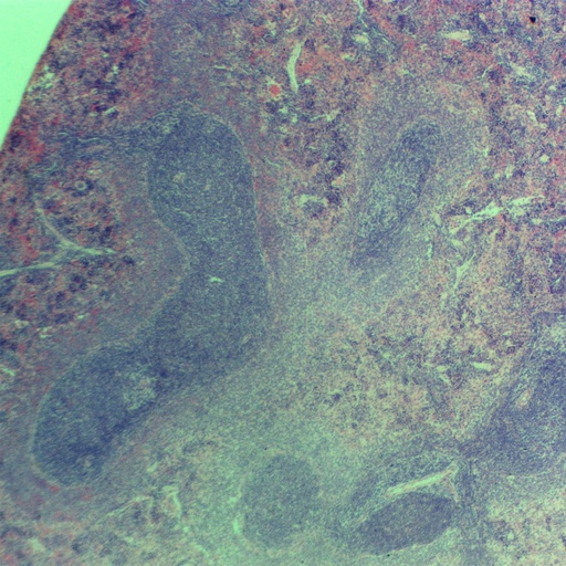 [PR-137] Fluido seminal de mamífero