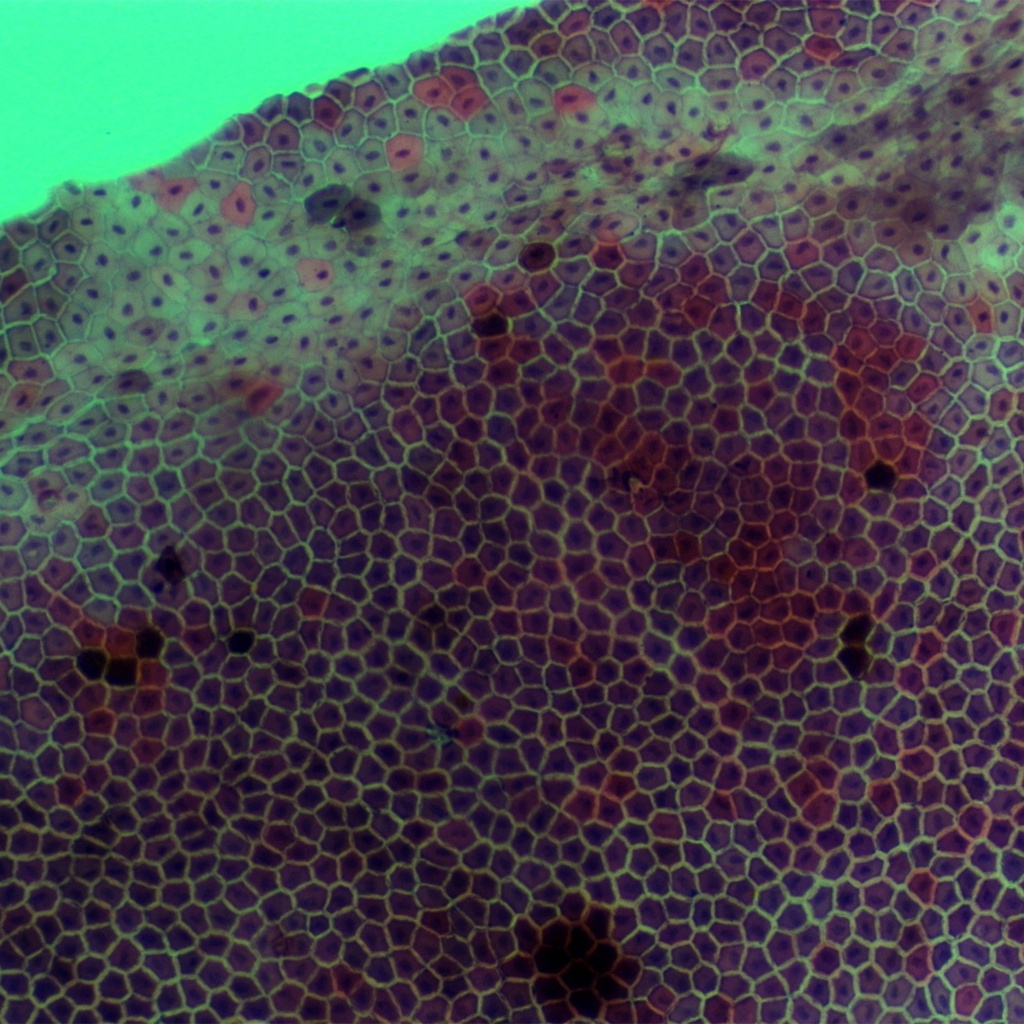 Preparación microscópica de piel de rana | Zeigen