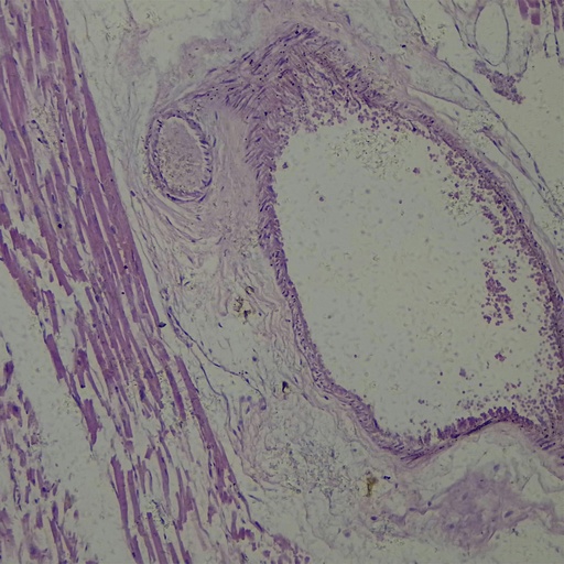 [PR-154] Preparación microscópica de ovario de conejo