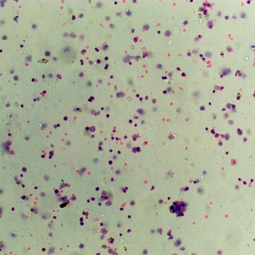 [PR-195] Preparación microscópica de medula ósea de mamífero