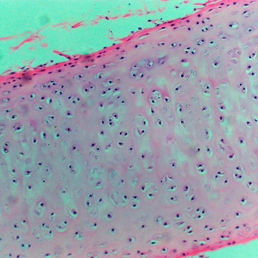 [PR-189] Preparación microscópica de cartilago transparente