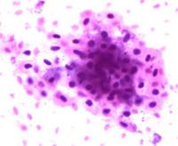 [PR-190] Celula animal