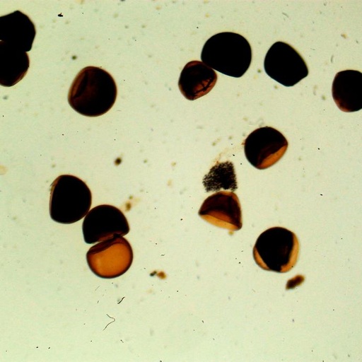 [PR-044] Preparación microscópica de cuero cabelludo