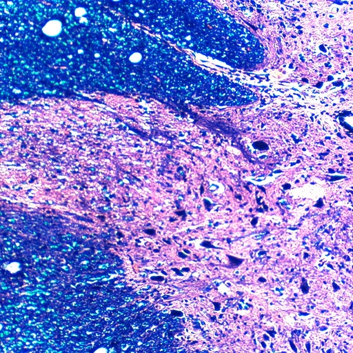 [PR-156] Preparación microscópica de neuronas de médula ósea