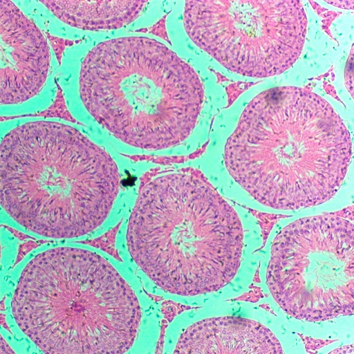 [PR-163] Preparación microscópica de tejido ductos espermáticos
