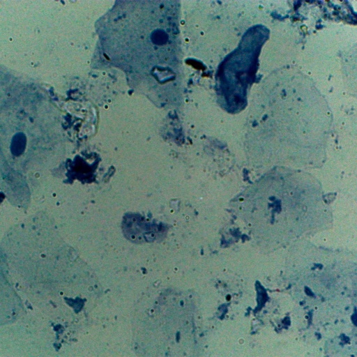 [PR-210] Tejido de membrana mucosa