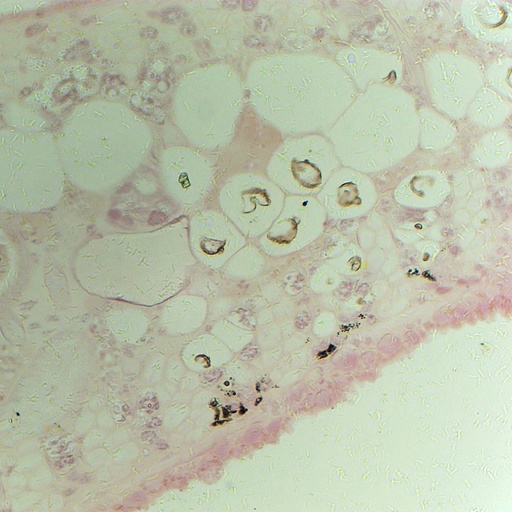 [PR-088] Preparación microscópica de sanguijuela